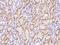 LDL Receptor Related Protein Associated Protein 1 antibody, 107474-T10, Sino Biological, Immunohistochemistry paraffin image 