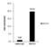 SET And MYND Domain Containing 3 antibody, PA5-34890, Invitrogen Antibodies, Chromatin Immunoprecipitation image 