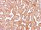 Tubulin Gamma Complex Associated Protein 2 antibody, GTX102281, GeneTex, Immunohistochemistry paraffin image 