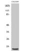 Eukaryotic Translation Initiation Factor 4E Binding Protein 1 antibody, STJ91383, St John