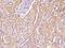 Selenocysteine-specific elongation factor antibody, 202472-T08, Sino Biological, Immunohistochemistry frozen image 