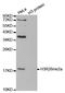 Histone H3 antibody, STJ23963, St John