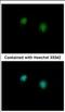 C-Terminal Binding Protein 2 antibody, NBP2-16024, Novus Biologicals, Immunocytochemistry image 