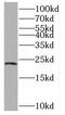 Reticulon 2 antibody, FNab07522, FineTest, Western Blot image 