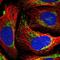 EvC Ciliary Complex Subunit 2 antibody, NBP2-47467, Novus Biologicals, Immunofluorescence image 