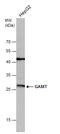 Guanidinoacetate N-Methyltransferase antibody, GTX114420, GeneTex, Western Blot image 