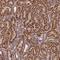 E3 ubiquitin-protein ligase TRIM31 antibody, NBP2-13483, Novus Biologicals, Immunohistochemistry frozen image 