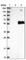 Serine Incorporator 1 antibody, HPA035739, Atlas Antibodies, Western Blot image 