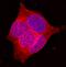 Solute Carrier Family 2 Member 2 antibody, MAB1440, R&D Systems, Immunocytochemistry image 