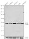 Apelin Receptor antibody, 702069, Invitrogen Antibodies, Western Blot image 