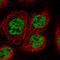 Thyroid Hormone Responsive antibody, HPA040642, Atlas Antibodies, Immunofluorescence image 