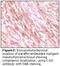 c-Kit antibody, LS-C47210, Lifespan Biosciences, Immunohistochemistry paraffin image 