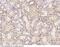 Calsyntenin-1 antibody, 16035-T24, Sino Biological, Immunohistochemistry frozen image 