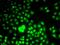 WD Repeat Domain 5 antibody, LS-C748625, Lifespan Biosciences, Immunofluorescence image 