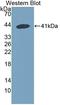 Snurportin 1 antibody, LS-C702967, Lifespan Biosciences, Western Blot image 