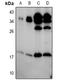 BCL2 Interacting Killer antibody, LS-C761149, Lifespan Biosciences, Western Blot image 