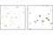 Eukaryotic Translation Initiation Factor 2 Subunit Alpha antibody, 3597L, Cell Signaling Technology, Immunohistochemistry paraffin image 