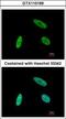 SNW Domain Containing 1 antibody, GTX110169, GeneTex, Immunofluorescence image 