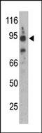 Synuclein Alpha Interacting Protein antibody, AP13492PU-N, Origene, Western Blot image 