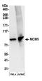 Minichromosome Maintenance Complex Component 5 antibody, A300-195A, Bethyl Labs, Western Blot image 
