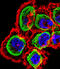 Regulator Of Calcineurin 1 antibody, 58-724, ProSci, Immunofluorescence image 