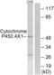 Cytochrome P450 Family 4 Subfamily X Member 1 antibody, abx013994, Abbexa, Western Blot image 