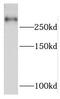 TANGO1 antibody, FNab05174, FineTest, Western Blot image 