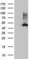 Squalene synthase antibody, TA503470S, Origene, Western Blot image 