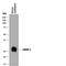 Cysteine Rich Secretory Protein 1 antibody, MAB4675, R&D Systems, Western Blot image 
