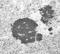 Cytochrome P450 Family 4 Subfamily F Member 11 antibody, orb109155, Biorbyt, Immunohistochemistry paraffin image 