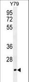 Transcription Elongation Factor A Like 3 antibody, LS-B9580, Lifespan Biosciences, Western Blot image 