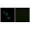Mitochondrial Ribosomal Protein L44 antibody, A10898, Boster Biological Technology, Immunofluorescence image 