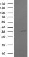 COP9 Signalosome Subunit 6 antibody, NBP2-46333, Novus Biologicals, Western Blot image 