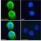 C-X-C Motif Chemokine Receptor 3 antibody, 45-439, ProSci, Flow Cytometry image 