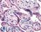 Nuclear Factor Kappa B Subunit 1 antibody, LS-B2582, Lifespan Biosciences, Immunohistochemistry paraffin image 