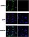 DMPO antibody, orb67377, Biorbyt, Immunocytochemistry image 