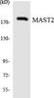 Microtubule Associated Serine/Threonine Kinase 2 antibody, LS-C292246, Lifespan Biosciences, Western Blot image 