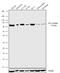 Neurofibromin 2 antibody, 711496, Invitrogen Antibodies, Western Blot image 