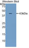 Gap Junction Protein Beta 3 antibody, LS-C293517, Lifespan Biosciences, Western Blot image 