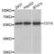 CD1a Molecule antibody, abx004375, Abbexa, Western Blot image 