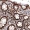 Lamin B1 antibody, NBP2-59783, Novus Biologicals, Immunohistochemistry paraffin image 