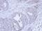 Fibrillarin antibody, PA5-29801, Invitrogen Antibodies, Immunohistochemistry frozen image 