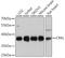 CRK Like Proto-Oncogene, Adaptor Protein antibody, LS-C747111, Lifespan Biosciences, Western Blot image 