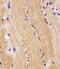 Proline Dehydrogenase 1 antibody, 63-551, ProSci, Immunohistochemistry paraffin image 