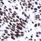 ERCC Excision Repair 1, Endonuclease Non-Catalytic Subunit antibody, MA5-16361, Invitrogen Antibodies, Immunohistochemistry frozen image 