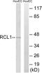 RNA Terminal Phosphate Cyclase Like 1 antibody, GTX87566, GeneTex, Western Blot image 