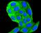 Keratin 18 antibody, NBP2-67370, Novus Biologicals, Immunofluorescence image 