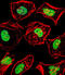 Heart- and neural crest derivatives-expressed protein 2 antibody, abx029217, Abbexa, Immunofluorescence image 