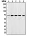 POU Class 2 Homeobox 1 antibody, LS-C352692, Lifespan Biosciences, Western Blot image 