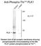 Polo Like Kinase 1 antibody, GTX82612, GeneTex, Western Blot image 